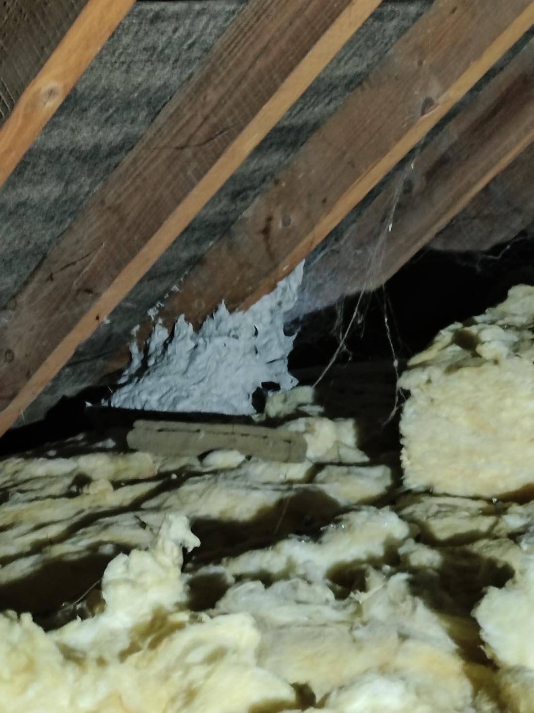 Wasp Nests