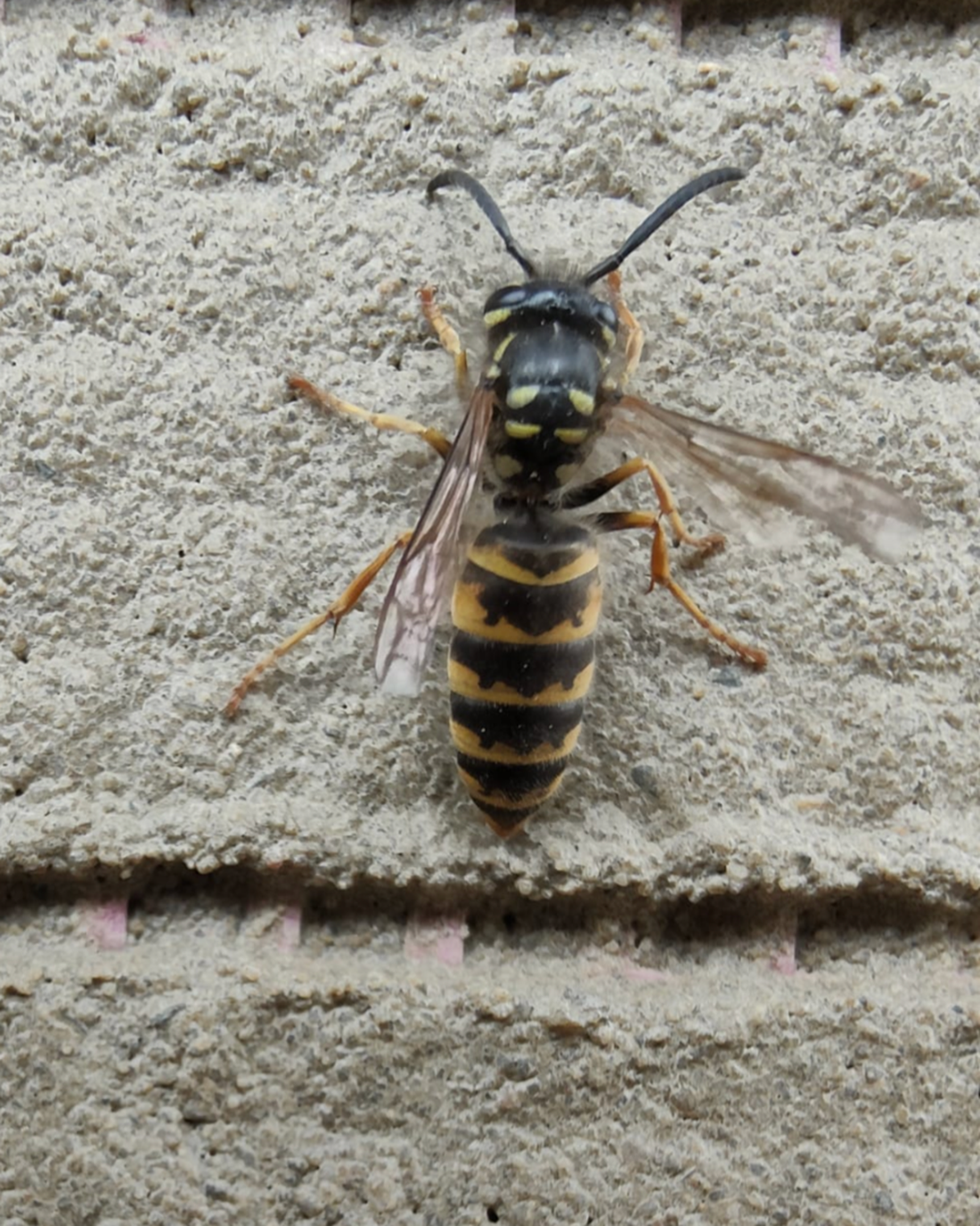 A Wasp